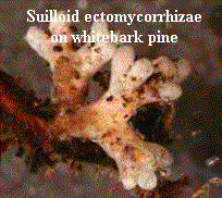 Mycorrhizae-2