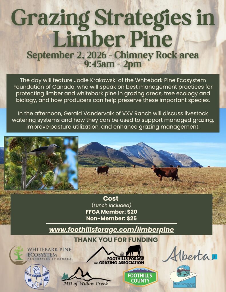 Image of Limberpine Poster